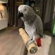 African Grey Parrot Birds for sale in Alberta, Alberta. price: $2,000