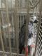 African Grey Parrot Birds for sale in Charlotte, North Carolina. price: $685