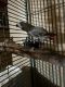 African Grey Parrot Birds for sale in Charleston, West Virginia. price: $835
