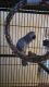 African Grey Parrot Birds for sale in Newark, New Jersey. price: $849