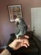 African Grey Parrot Birds for sale in Nashville, Tennessee. price: $745
