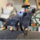 African Grey Parrot Birds for sale in Cameron, North Carolina. price: NA