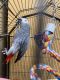 African Grey Parrot Birds for sale in Los Angeles, California. price: NA