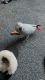African Grey Parrot Birds for sale in Armstrong, Illinois. price: $1,500