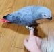 African Grey Parrot Birds for sale in Armstrong, Illinois. price: $2,000