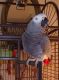 African Grey Parrot Birds for sale in Austin, Indiana. price: $2,000