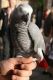 African Grey Parrot Birds for sale in Val-David, QC, Canada. price: $200