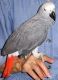 African Grey Parrot Birds for sale in Thompson, MB, Canada. price: NA