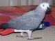 African Grey Parrot Birds for sale in Bakersfield, CA, USA. price: NA