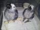 African Grey Parrot Birds for sale in Nazyan, Afghanistan. price: NA