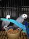 African Grey Parrot Birds for sale in Tirin Kot, Afghanistan. price: NA