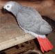 African Grey Parrot Birds for sale in Tirin Kot, Afghanistan. price: NA
