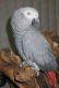 African Grey Parrot Birds for sale in Mandol, Afghanistan. price: NA
