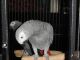 African Grey Parrot Birds for sale in Khwaja Du Koh, Afghanistan. price: NA