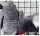 African Grey Parrot Birds for sale in Mata Khan, Afghanistan. price: NA