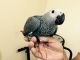 African Grey Parrot Birds for sale in Yonkers, NY, USA. price: NA