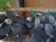 African Grey Parrot Birds for sale in Springfield, IL, USA. price: $400