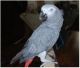 African Grey Parrot Birds for sale in Fresno, CA, USA. price: NA