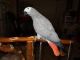 African Grey Parrot Birds for sale in Knoxville, TN, USA. price: $500