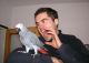African Grey Parrot Birds for sale in Nashville, TN, USA. price: $500