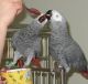 African Grey Parrot Birds for sale in Hartford, CT, USA. price: NA