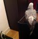 African Grey Parrot Birds for sale in Fresno, CA, USA. price: NA
