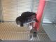African Grey Parrot Birds for sale in Rochester, NY, USA. price: $1,250