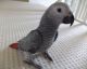 African Grey Parrot Birds for sale in Nashville, TN 37203, USA. price: $900