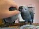 African Grey Parrot Birds for sale in Lewis Center, OH, USA. price: NA