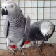 African Grey Parrot Birds for sale in Oklahoma City, OK, USA. price: NA