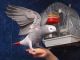 African Grey Parrot Birds for sale in Bakersfield, CA 93389, USA. price: NA