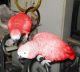 African Grey Parrot Birds for sale in Dayton, OH 45437, USA. price: NA
