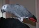African Grey Parrot Birds for sale in Colorado Springs, CO, USA. price: $350