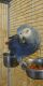 African Grey Parrot Birds for sale in Canton, OH 44706, USA. price: NA