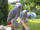 African Grey Parrot Birds for sale in Colorado Springs, CO 80901, USA. price: NA