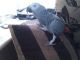 African Grey Parrot Birds for sale in El Paso, TX, USA. price: NA