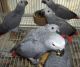 African Grey Parrot Birds for sale in Melrose Ave N, Hamilton, ON, Canada. price: NA