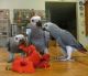 African Grey Parrot Birds for sale in Colorado Springs, CO, USA. price: $520