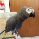 African Grey Parrot Birds for sale in Oklahoma City, OK 73114, USA. price: $850