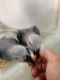 African Grey Parrot Birds for sale in Denver, CO, USA. price: $500