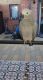 African Grey Parrot Birds for sale in Grand Junction, CO, USA. price: $400