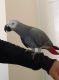 African Grey Parrot Birds for sale in Savannah, GA, USA. price: NA