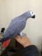 African Grey Parrot Birds for sale in Dallas, TX, USA. price: $600