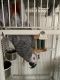 African Grey Parrot Birds for sale in Aurora, CO, USA. price: $1,500
