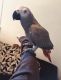 African Grey Parrot Birds for sale in Columbia, SC, USA. price: $700