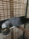 African Grey Parrot Birds for sale in Denver, CO, USA. price: $700