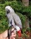 African Grey Parrot Birds for sale in Dallas, TX, USA. price: $1,500