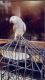 African Grey Parrot Birds for sale in Cambridge, ON, Canada. price: NA