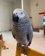 African Grey Parrot Birds for sale in Fresno, CA 93701, USA. price: NA