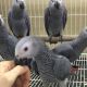 African Grey Parrot Birds for sale in 5226 Summer Ave, Memphis, TN 38122, USA. price: $600